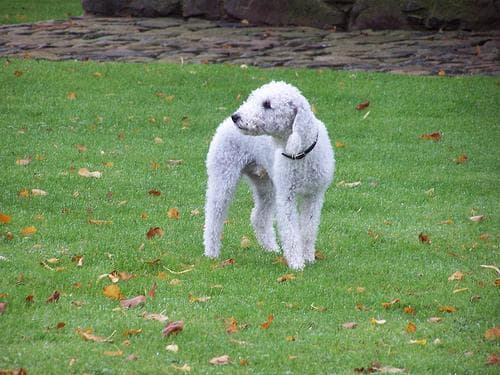 Bedlington Terrier