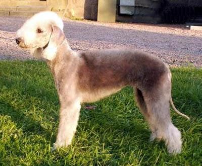 Bedlington Terrier