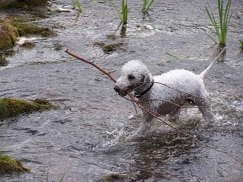 Bedlington Terrier
