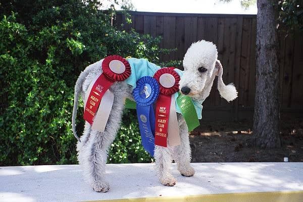 Bedlington Terrier