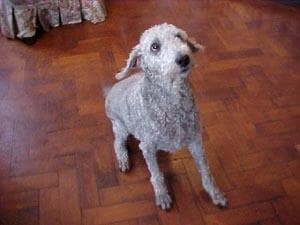Bedlington Terrier