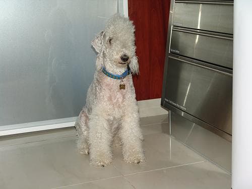 Bedlington Terrier