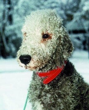 Bedlington Terrier