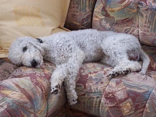 Bedlington Terrier