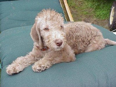 terrier