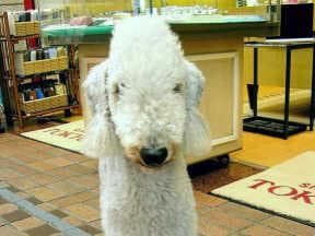 terrier