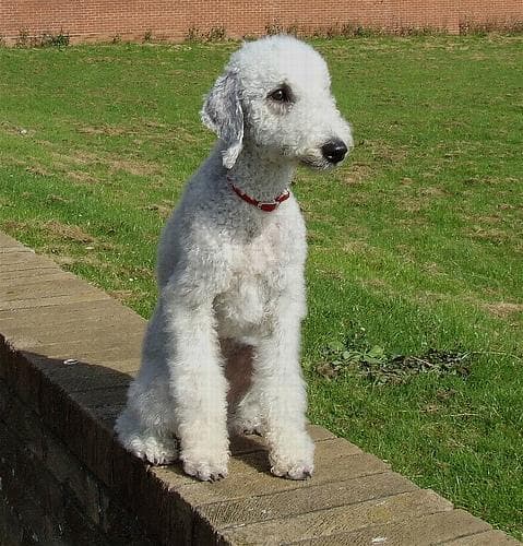 Bedlington Terrier