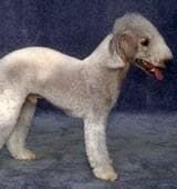 Bedlington Terrier