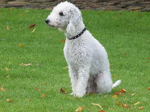 Bedlington Terrier