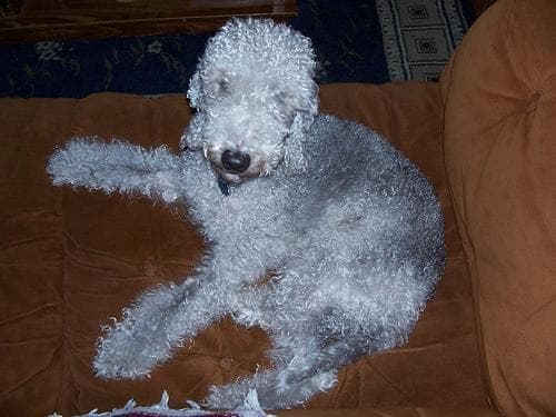 Bedlington Terrier