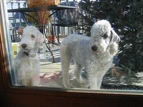 Bedlington Terrier