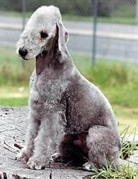 Bedlington Terrier