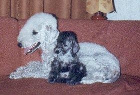 Bedlington Terrier