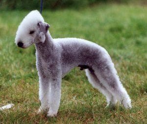 Bedlington Terrier
