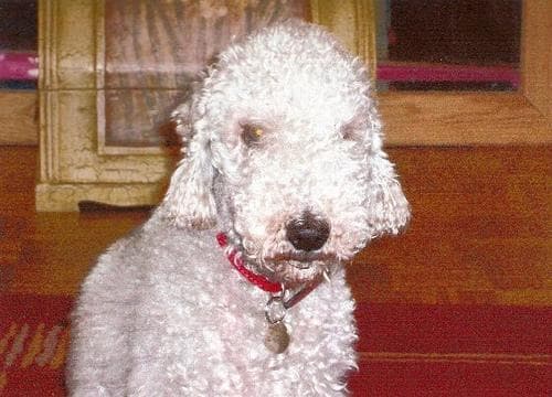 Bedlington Terrier