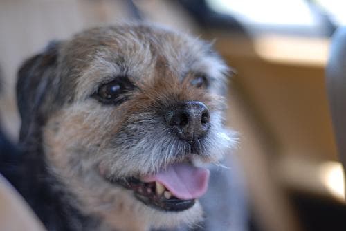 Border Terrier