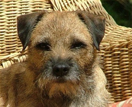 Border Terrier