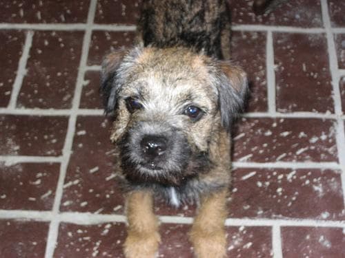 Border Terrier