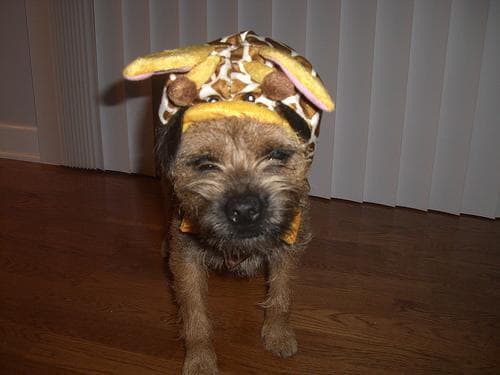 Border Terrier