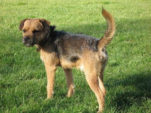 Border Terrier