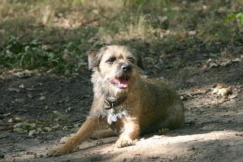Border Terrier