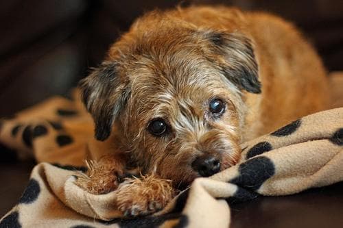 Border Terrier