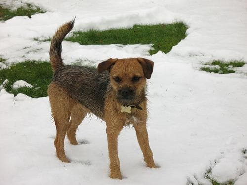 Border Terrier