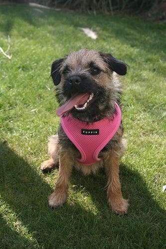 Border Terrier