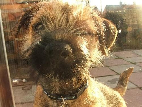 terrier