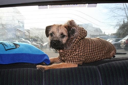 Border Terrier