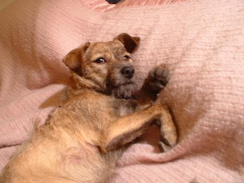 Border Terrier