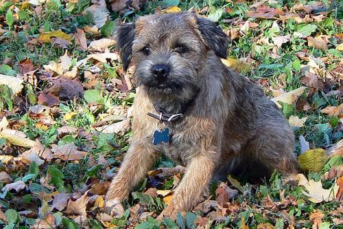 Border Terrier