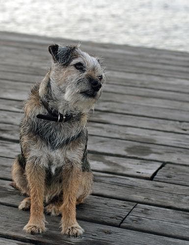 Border Terrier