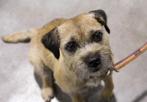 Border Terrier