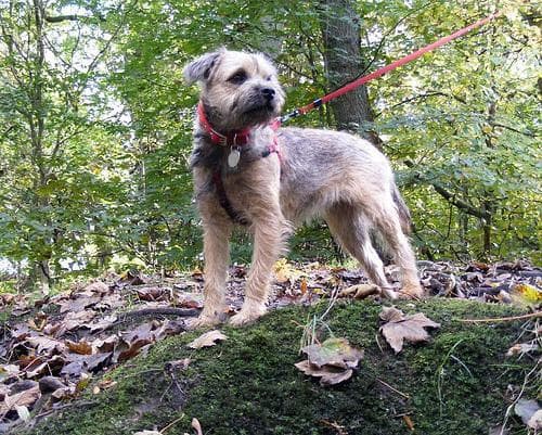 Border Terrier
