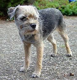 Border Terrier