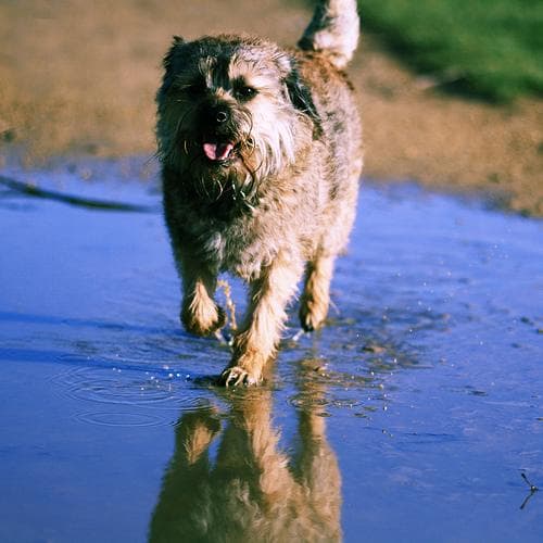 Border Terrier