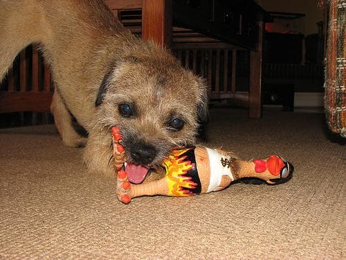 Border Terrier