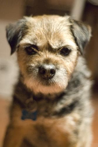 Border Terrier
