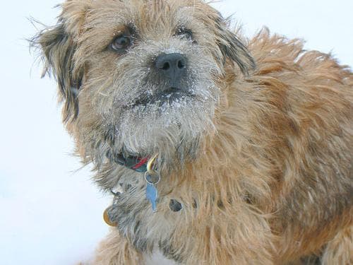 Border Terrier