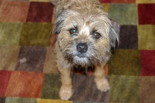 Border Terrier