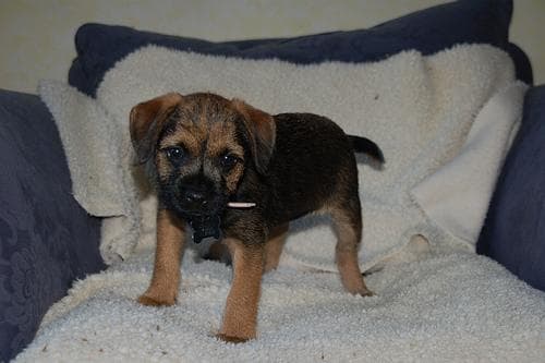 terrier