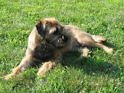 Border Terrier