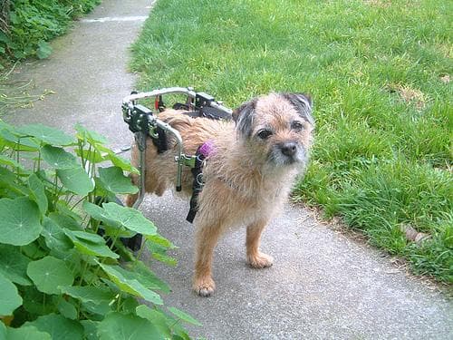 Border Terrier
