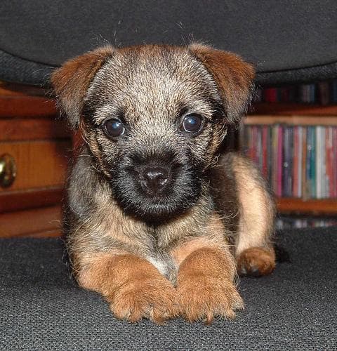 Border Terrier
