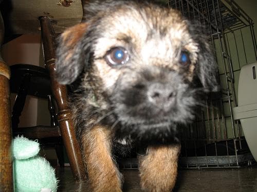 Border Terrier