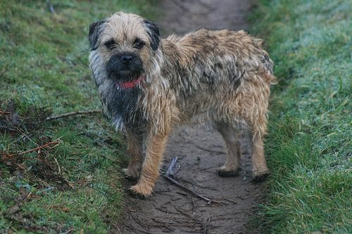 Border Terrier