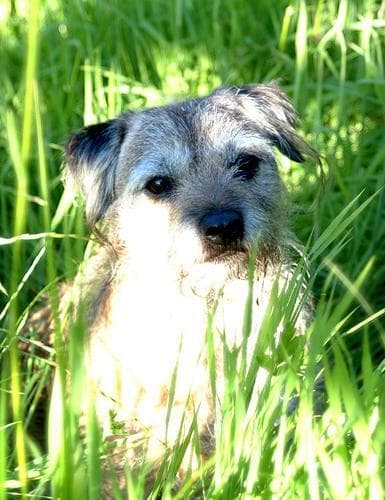 Border Terrier