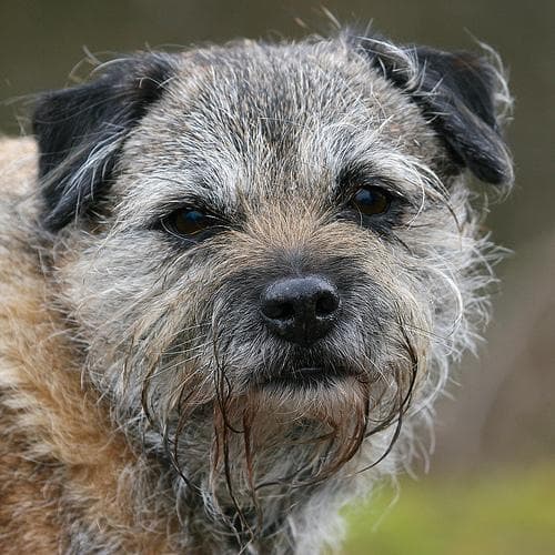 Border Terrier