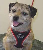 Border Terrier